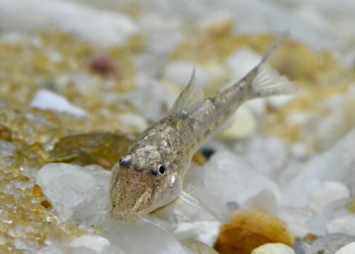 Aspidoras psammatides = head view