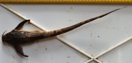 Aspredinichthys tibicen