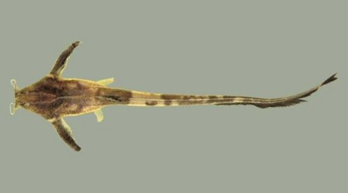 Aspredinichthys tibicen