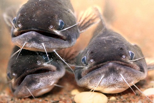 Asterophysus batrachus = Showing the wide gape mouth