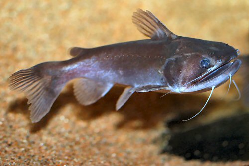 Asterophysus batrachus = Showing the Salmon shaped mouth