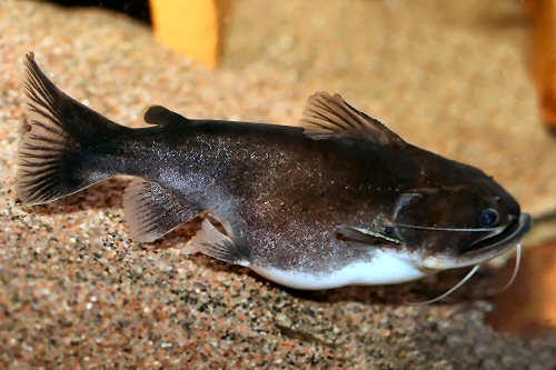 Asterophysus batrachus = after a feed