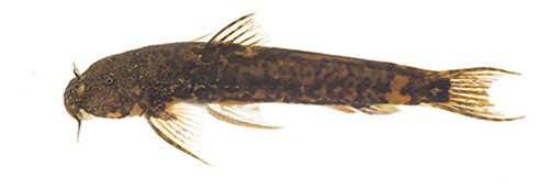 Astroblepus ardiladuartei