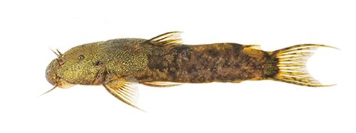 Astroblepus curitiensis