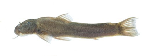 Astroblepus latidens