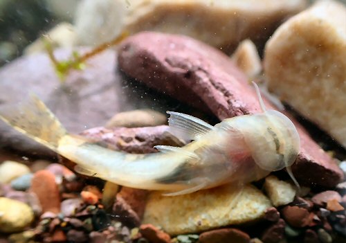 Astroblepus mancoi - ventral view with the suckermouth and the attachment apparatus on the belly