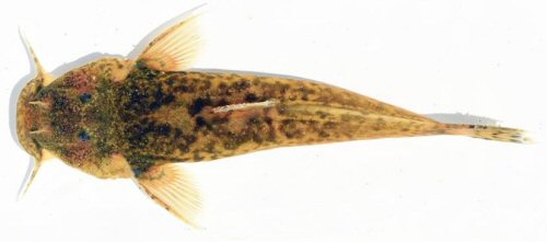 Astroblepus rosei = dorsal view