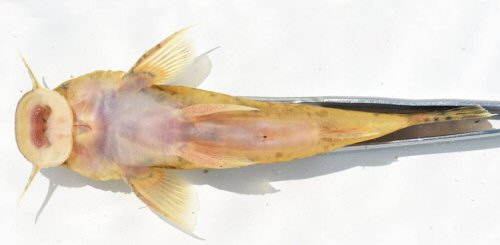 Astroblepus rosei = ventral view