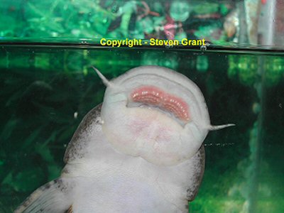 Astroblepus sabalo = The sucker like mouth allows oxygen to be passed over the gills