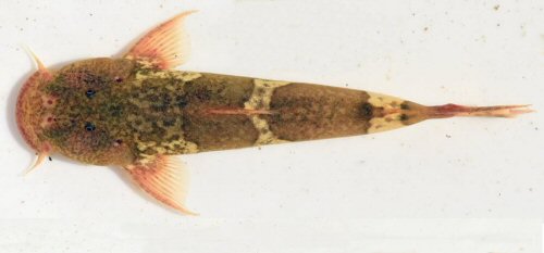 Astroblepus trifasciatus = dorsal view