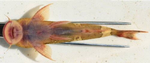 Astroblepus trifasciatus = ventral view