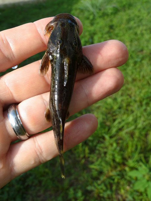 Atopochilus savorgnani = dorsal view