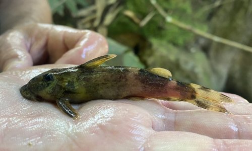 Atopochilus savorgnani