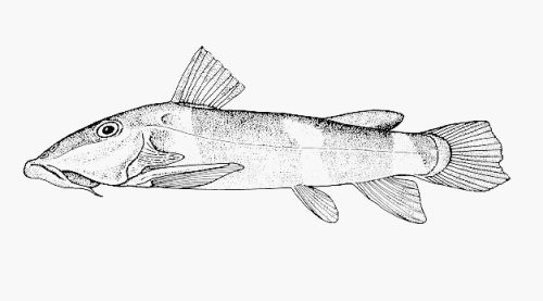 Atopochilus vogti = Line drawing-caudal fin damaged