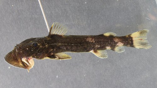 Atopodontus adriaensi