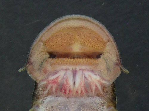 Atopodontus adriaensi = mouth view