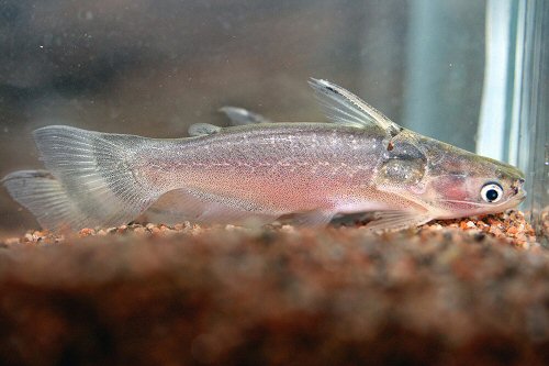 Auchenipterichthys coracoideus