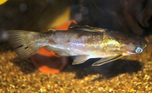 Auchenipterichthys coracoideus