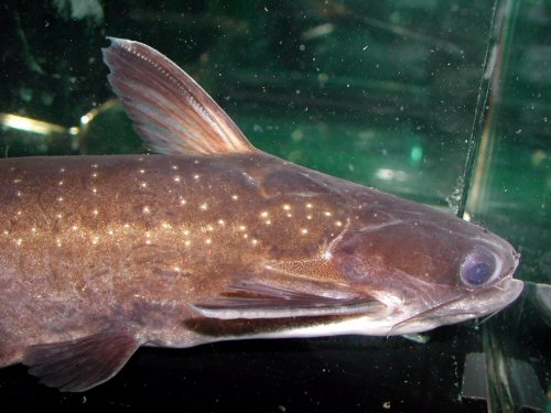 Auchenipterichthys longimanus = head view