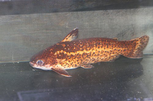 Auchenipterichthys punctatus