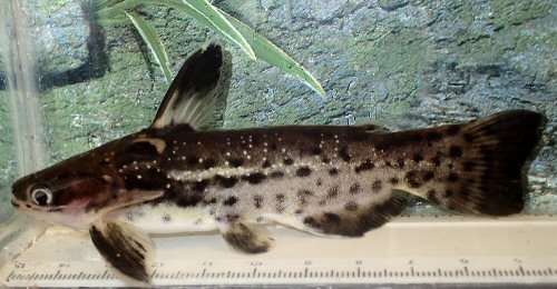 Auchenipterichthys punctatus