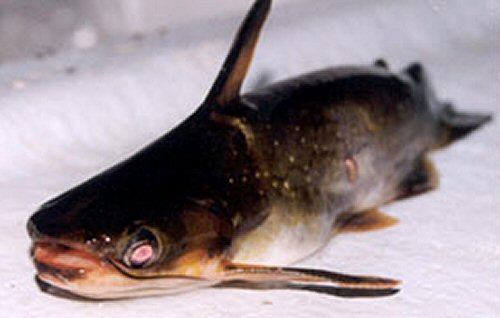 Auchenipterichthys cf.  thoracatus  = head view