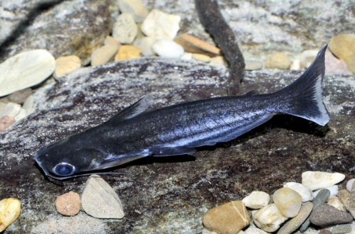 Auchenipterus nigripinnis