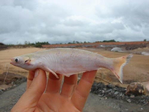 Auchenipterus nuchalis = Vitória do Xingu, Pará, Brazil