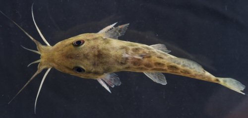 Auchenoglanis occidentalis = Juvenile dorsal view-Tshopo River near Kisangani, D.R. Congo