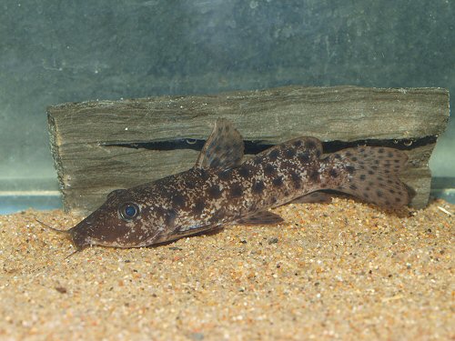 Auchenoglanis biscutatus = 11cm. size. Light substrate