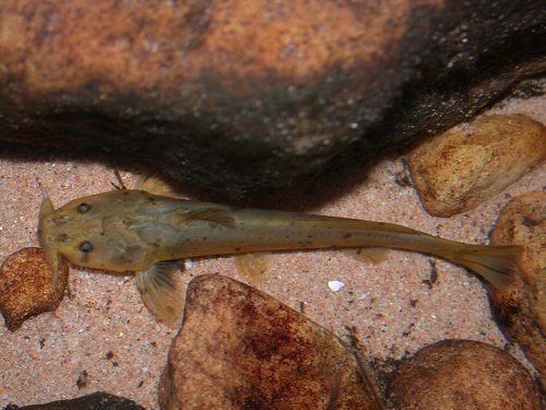 Austroglanis barnardi = Dorsal view - in SAIAB aquaria