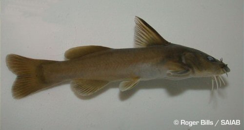 Austroglanis gilli