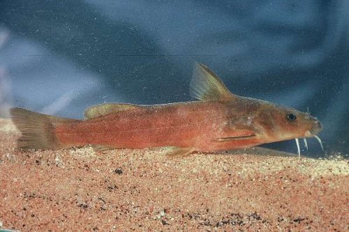 Austroglanis gilli