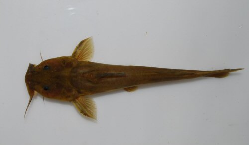 Austroglanis gilli = dorsal view