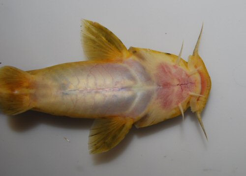 Austroglanis gilli = ventral view