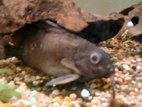 BSynodontis batensoda = This specimen is 23 years old in 2007