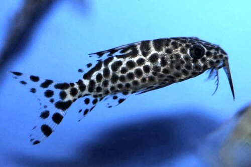 Synodontis batensoda- juvenile