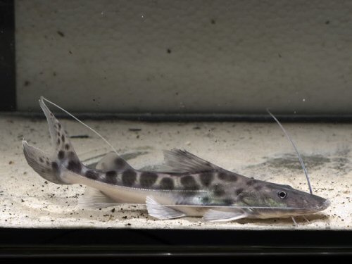 Brachyplatystoma filamentosum = juvenile colours