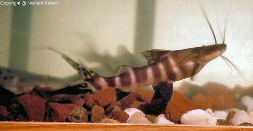 Brachyplatystoma juruense