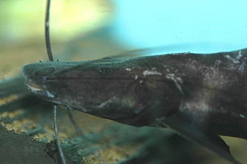 Brachyplatystoma juruense = head view