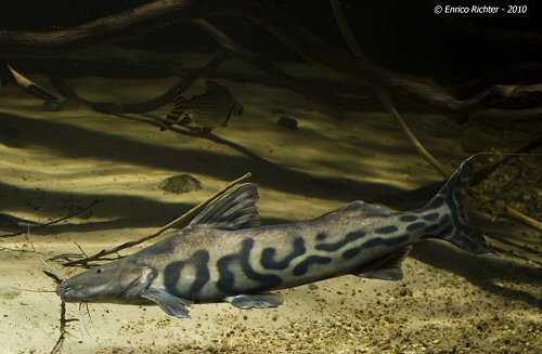 Brachyplatystoma juruense  'Flash Zebra'