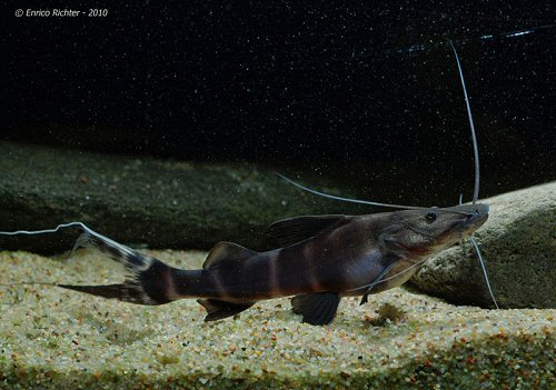 Brachyplatystoma juruense  = Peru