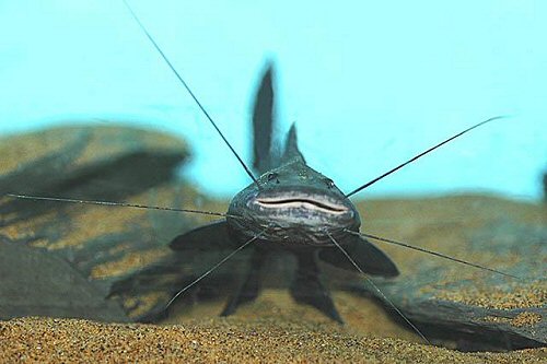 Brachyplatystoma juruense  = mouth view