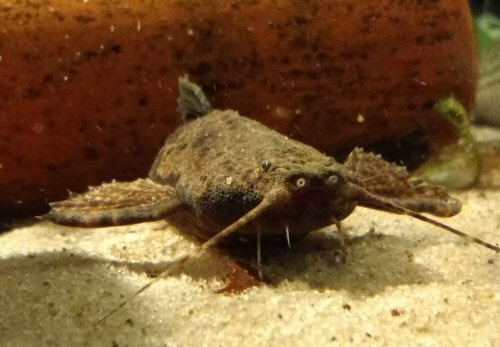 Bunocephalus knerii = head view