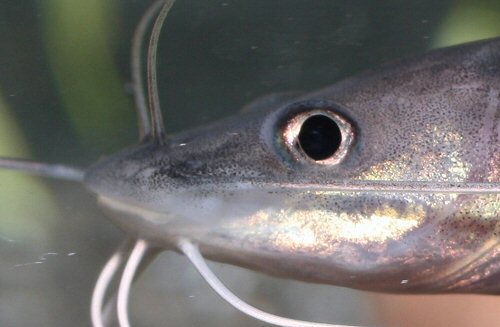 Bagrus meridionalis = juvenile - head view