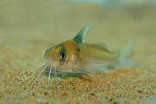 Brachyrhamdia rambarrani  = head view