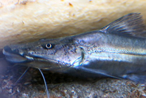 Brachyplatystoma rousseauxii  = juvenile head view