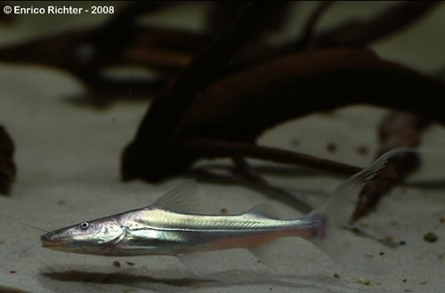 Brachyplatystoma rousseauxii  = Juvenile