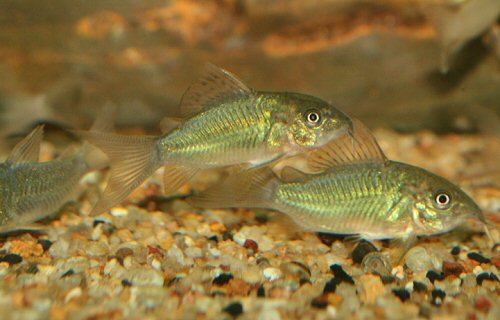 Brochis splendens = juveniles