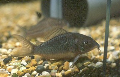 Brochis splendens = juvenile